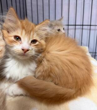 Usher -  Domestic Long Hair Cat for Adoption in Cincinnati, Ohio - Usher | PetCurious