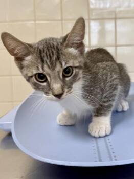 Cantu -  Domestic Short Hair Cat for Adoption in San Antonio, Texas - Cantu | PetCurious