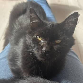 McNugget -  Domestic Medium Hair Cat for Adoption in Renton, Washington - McNugget | PetCurious