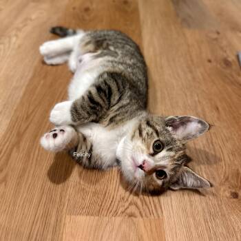 Felicity -  Domestic Short Hair Cat for Adoption in Topsham, Maine - Felicity | PetCurious
