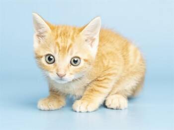 MINEY -  Domestic Short Hair Cat for Adoption in Phoenix, Arizona - MINEY | PetCurious