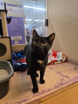 Rescue Domestic Short Hair Cats for Adoption in Warwick, Rhode Island - Ripley | PetCurious