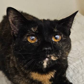 Domestic Medium Hair Cats Available for Adoption - Nala | PetCurious