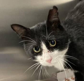 Goose -  Domestic Short Hair Cat for Adoption in Golden, Colorado - Goose | PetCurious