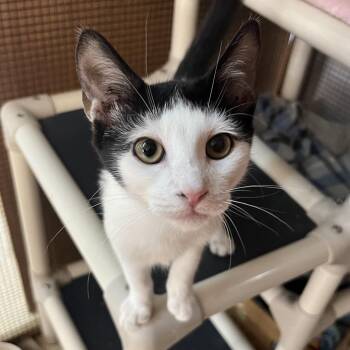 Achilles -  Domestic Short Hair Cat for Adoption in Wappingers Falls, New York - Achilles | PetCurious