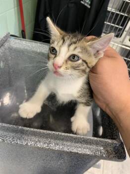 BACON -  Domestic Short Hair Cat for Adoption in Grand Prairie, Texas - BACON | PetCurious