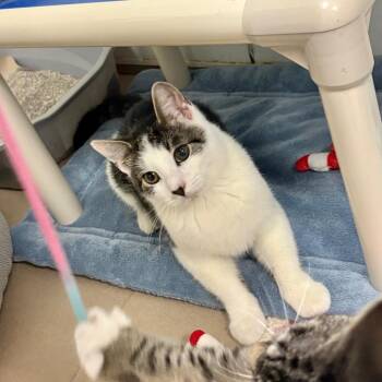 Garth -  Domestic Short Hair Cat for Adoption in Westhampton, New York - Garth | PetCurious