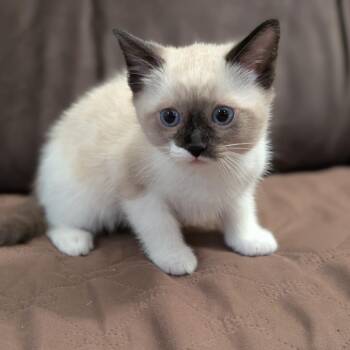 Siamese Cats Available for Adoption in Long Beach, California - Dale Doback | PetCurious