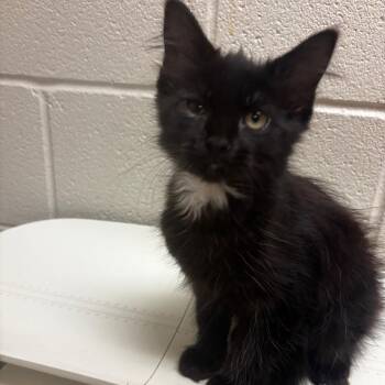 Topanga -  Domestic Medium Hair Cat for Adoption in Bristol, Indiana - Topanga | PetCurious