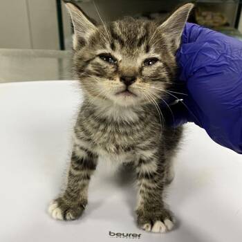 Brahma -  Domestic Short Hair Cat for Adoption in Las Cruces, New Mexico - Brahma | PetCurious