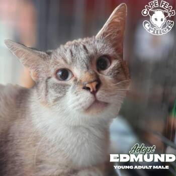 Edmond -  Domestic Short Hair Cat for Adoption in Wilmington, North Carolina - Edmond | PetCurious