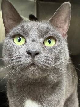 Rescue Domestic Short Hair Cats for Adoption in Lambertville, New Jersey - Velvet | PetCurious