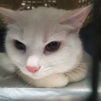 Rescue Domestic Short Hair Cats for Adoption in Union, Missouri - Snowy | PetCurious