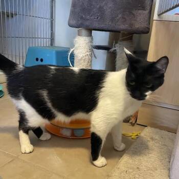Tish -  Domestic Short Hair Cat for Adoption in Prescott, Arizona - Tish | PetCurious
