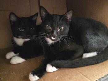 Rescue Domestic Short Hair Cats for Adoption in Wallingford, Connecticut - Kittens!! | PetCurious