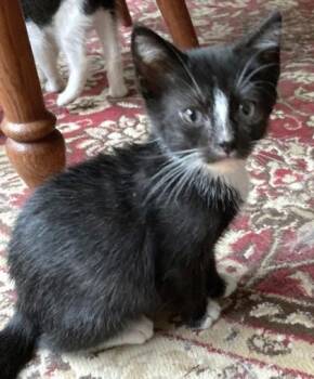 Buzz -  Domestic Short Hair Cat for Adoption in Quakertown, Pennsylvania - Buzz | PetCurious