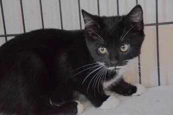 Lolly -  Domestic Short Hair Cat for Adoption in Claresholm, Alberta - Lolly | PetCurious
