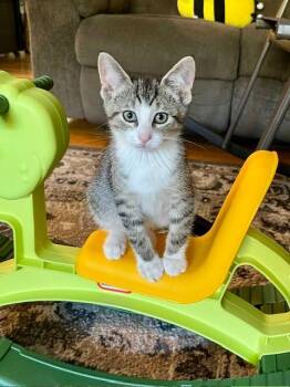 Domestic Short Hair Cats Available for Adoption in Lake Orion, Michigan - Bowie | PetCurious