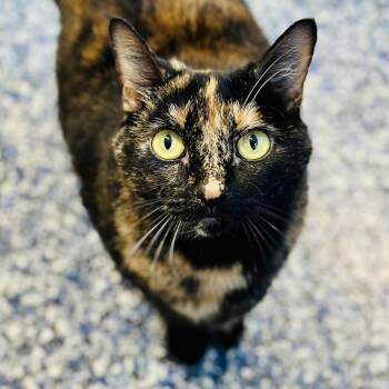 Domestic Short Hair Cats Available for Adoption in Jackson Township, New Jersey - Pinky  | PetCurious