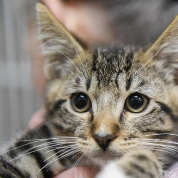 Darcy -  Domestic Short Hair Cat for Adoption in Redwood City, California - Darcy | PetCurious