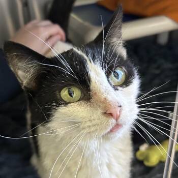 Domestic Short Hair Cats Available for Adoption - Izzy | PetCurious
