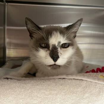 Snippy -  Domestic Short Hair Cat for Adoption in Pasadena, California - Snippy | PetCurious