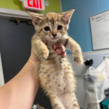 Rescue Domestic Short Hair Cats for Adoption in Morganton, North Carolina - Callie | PetCurious