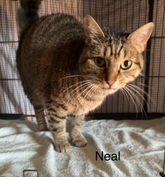 Domestic Short Hair Cats Available for Adoption in Herculaneum, Missouri - Neal | PetCurious