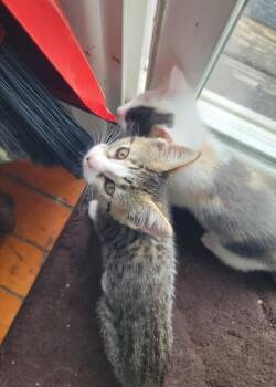 Domestic Short Hair Cats Available for Adoption in North Babylon, New York - Brittany | PetCurious