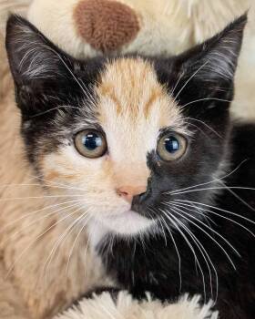 Domestic Short Hair and Calico Cats Available for Adoption - Sarah | PetCurious