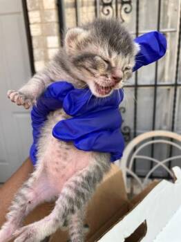 KESHA -  Domestic Short Hair Cat for Adoption in Dallas, Texas - KESHA | PetCurious