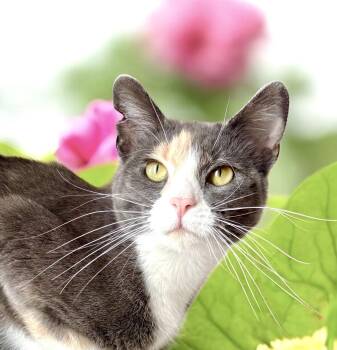 Rescue Domestic Short Hair Cats for Adoption in Perry, Iowa - Manches | PetCurious
