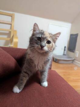 Florence -  Domestic Long Hair Cat Available for Adoption in Florham Park, New Jersey - Florence | PetCurious