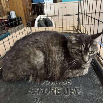 Rescue Domestic Short Hair Cats for Adoption in Nampa, Idaho - Tom | PetCurious