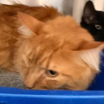 Domestic Medium Hair Cats Available for Adoption - Mr. Fluff | PetCurious