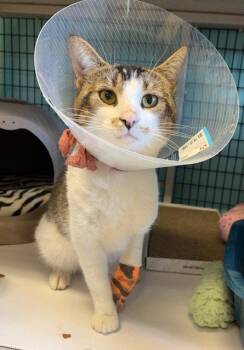Jonah -  Domestic Short Hair Cat for Adoption in Seal Beach, California - Jonah | PetCurious