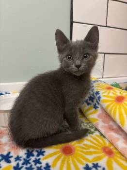 Rescue Domestic Short Hair Cats for Adoption in Louisville, Kentucky - Jerry | PetCurious