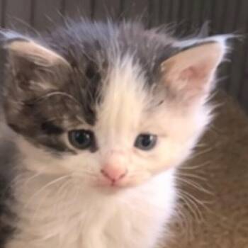 Domestic Short Hair Cats Available for Adoption in Midland, Texas - FWT Isabelle | PetCurious