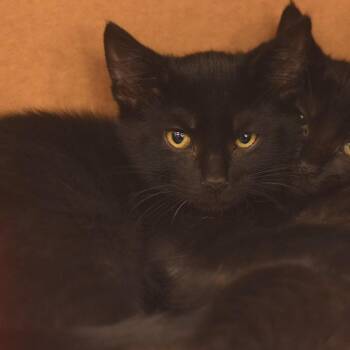 Ross -  Domestic Short Hair Cat for Adoption in Belleville, Illinois - Ross | PetCurious