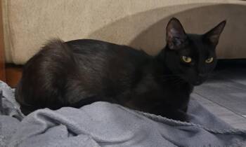 Pantera -  Domestic Short Hair Cat for Adoption in Pompano Beach, Florida - Pantera | PetCurious