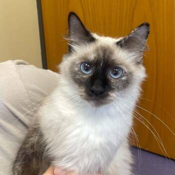 Lucy Lou -  Siamese Cat for Adoption in Wyandotte, Michigan - Lucy Lou | PetCurious