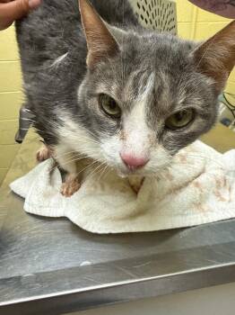 Domestic Short Hair Cats Available for Adoption in Crossville, Tennessee - Charley (Nutered) | PetCurious