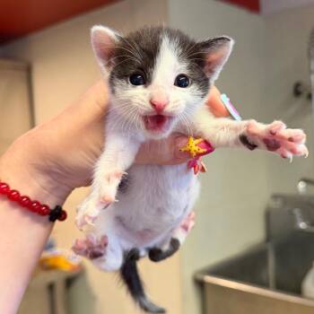 IVHS-Stray-141787 -  Domestic Short Hair Cat for Adoption in San Gabriel, California - IVHS-Stray-141787 | PetCurious