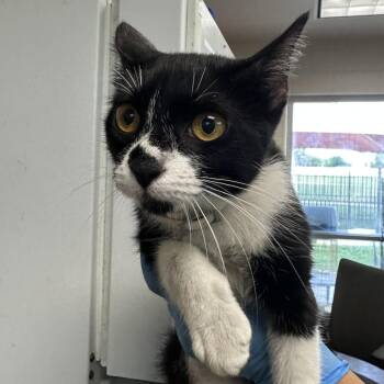 Oreo -  Domestic Short Hair Cat for Adoption in San Antonio, Texas - Oreo | PetCurious