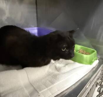 Domestic Short Hair Cats Available for Adoption in Killeen, Texas - HERCULES | PetCurious