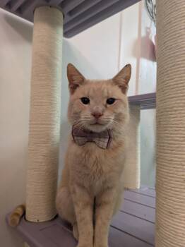 Domestic Short Hair Cats Available for Adoption in Rocky Ridge, Maryland - Benny | PetCurious