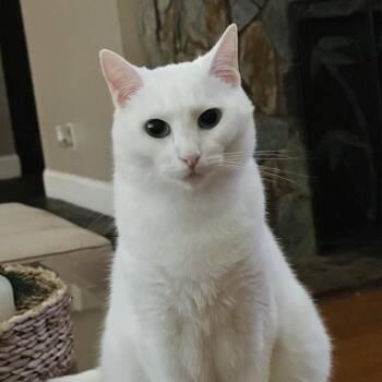 Domestic Short Hair Cats Available for Adoption in West Palm Beach, Florida - Lyra | PetCurious