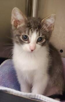 Twig -  Domestic Short Hair Cat for Adoption in Kansas City, Missouri - Twig | PetCurious