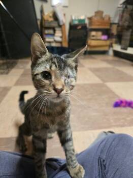 TYCO -  Domestic Short Hair Cat for Adoption in Holbrook, New York - TYCO | PetCurious