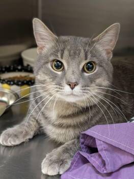 Domestic Short Hair Cats Available for Adoption - Pockets | PetCurious